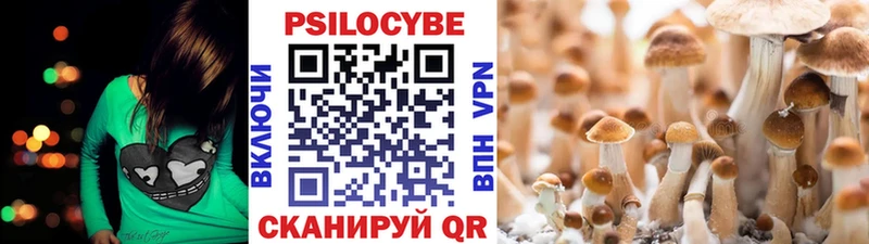 ссылка на мегу зеркало  Чадан  Псилоцибиновые грибы GOLDEN TEACHER 